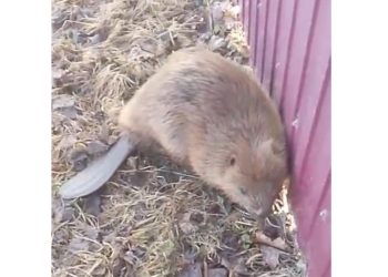 В рязанском Пронске запечатлели деловитого бобра