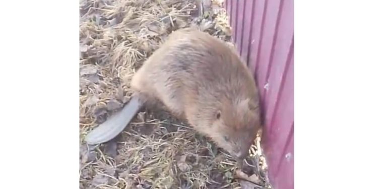 В рязанском Пронске запечатлели деловитого бобра