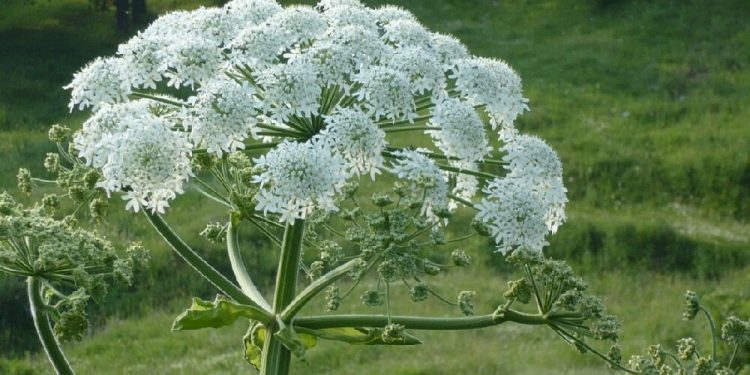 Россиянам вменят новый штраф: за борщевик