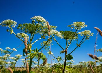 Власти могут выставить дачникам счет за уничтожение борщевика