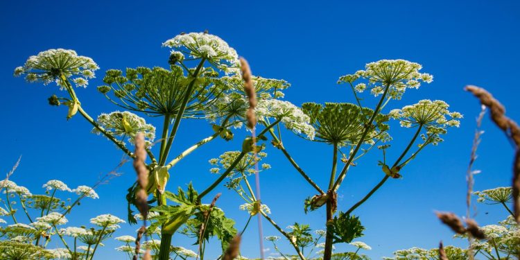 Власти могут выставить дачникам счет за уничтожение борщевика