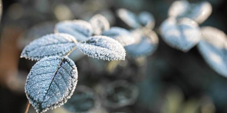 В ночь на субботу в Рязанской области ожидается до -5 градусов