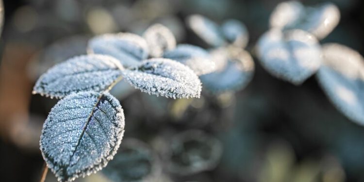 В ночь на пятницу в Рязанской области похолодает до -1 градуса