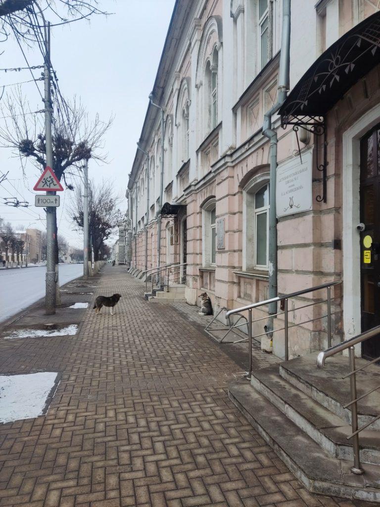 Рязанка пожаловалась на нападение бездомных собак в центре города