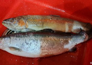 В Рязани мама с дочкой украли дорогой ужин