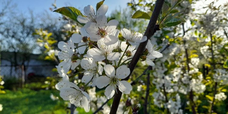 Во вторник в Рязанской области потеплеет до +21 градуса