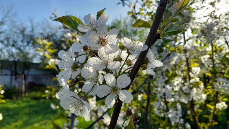 Во вторник в Рязанской области потеплеет до +21 градуса
