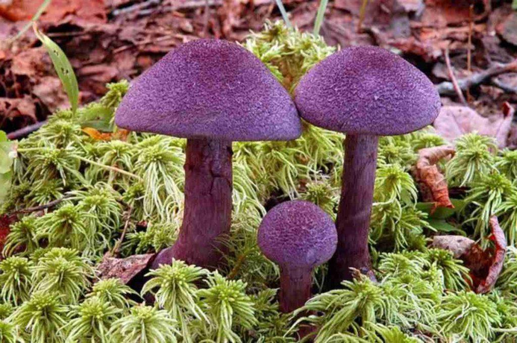 Под рязанской Тумой нашли фиолетовый гриб