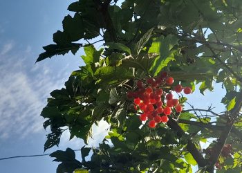 Леус: в Центральную Россию в выходные вернется августовское тепло