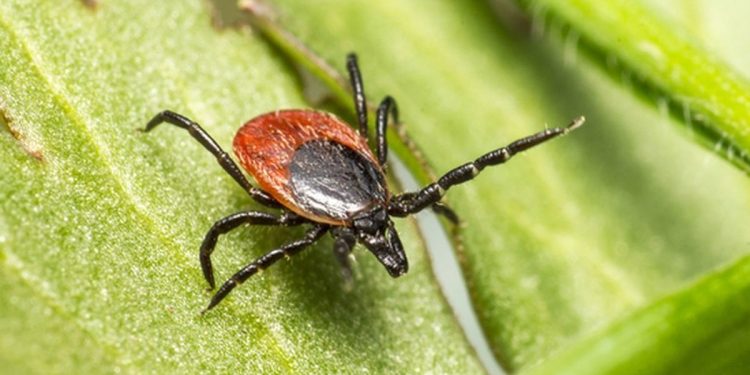 В Рязанском регионе 17 детей пострадали от укусов клещей