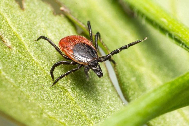 В Рязанском регионе 17 детей пострадали от укусов клещей