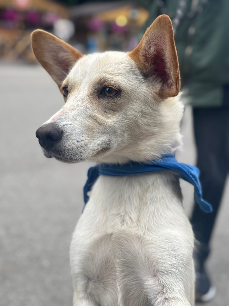 На выставке бездомных животных в Рязани пристроили 6 собак и 8 кошек