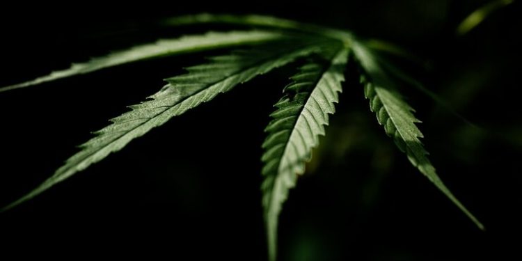 В Ухоловском районе полицейские уничтожили очаг конопли площадью 60 квадратных метров