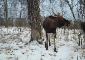 В фотоловушку рязанского Окского заповедника попал лось