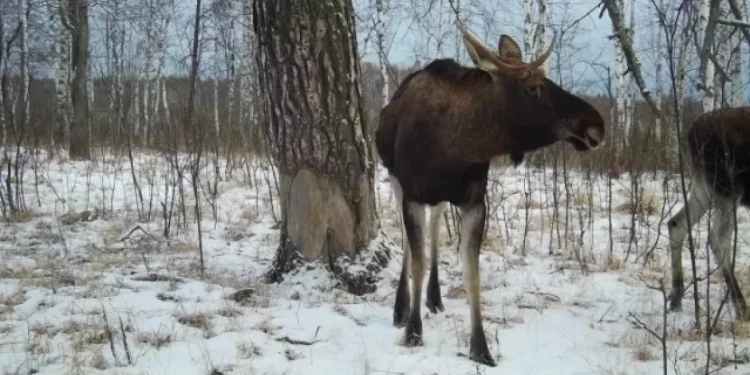 В фотоловушку рязанского Окского заповедника попал лось