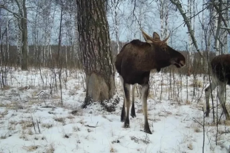 В фотоловушку рязанского Окского заповедника попал лось
