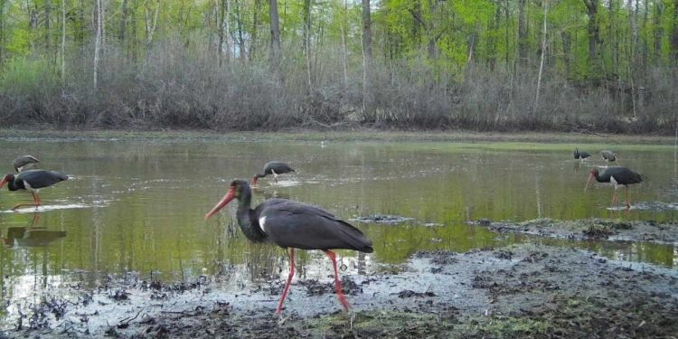 В фотоловушку рязанского Окского заповедника попали краснокнижные черные аисты