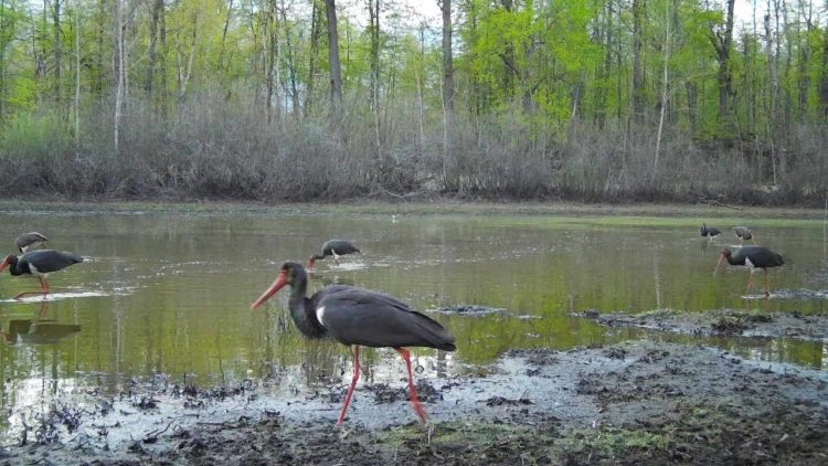 В фотоловушку рязанского Окского заповедника попали краснокнижные черные аисты