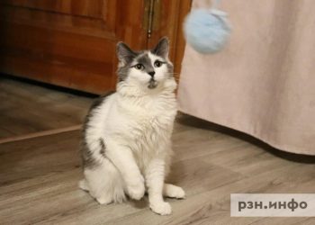 Рязанские питомцы отправились в путешествия с хозяевами