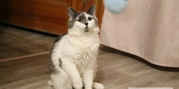 Рязанские питомцы отправились в путешествия с хозяевами