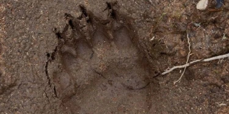 В рязанских лесах вновь засняли следы медведя