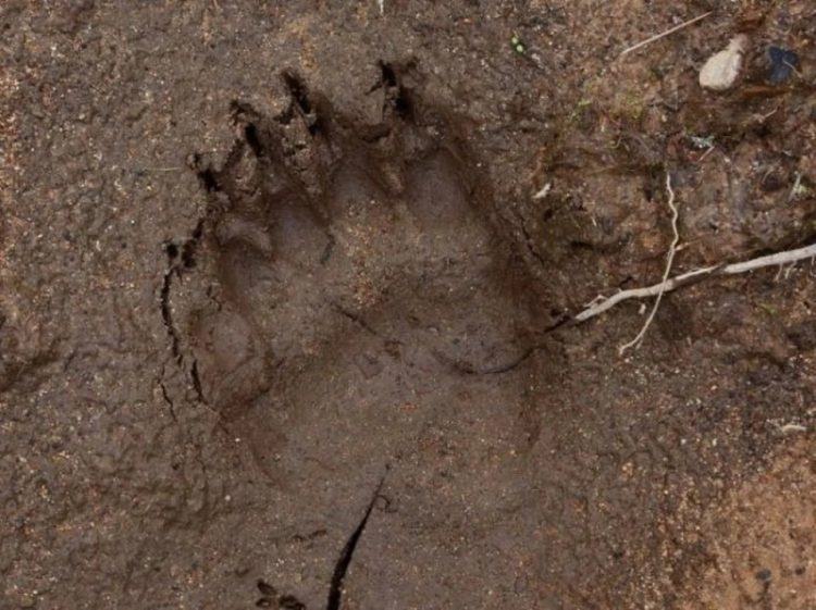 В рязанских лесах вновь засняли следы медведя