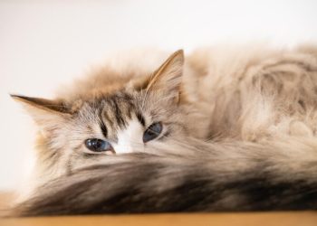 TechInsider назвал 5 самых преданных хозяину пород кошек