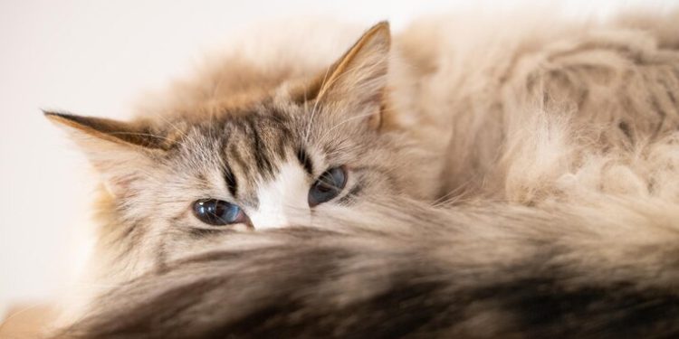 TechInsider назвал 5 самых преданных хозяину пород кошек