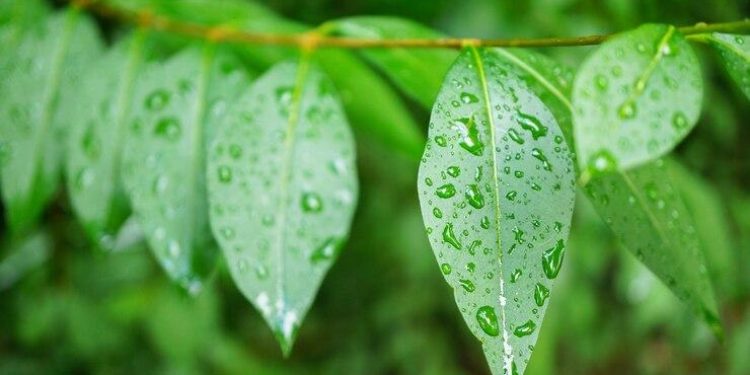 Во вторник в Рязанской области ожидается сильный дождь и до +13 градусов