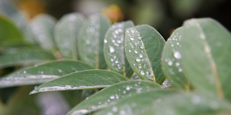 В субботу в Рязанской области ожидается небольшой дождь и до +19 градусов