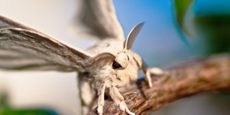 В Рязанском регионе установили феромонные ловушки для непарного шелкопряда