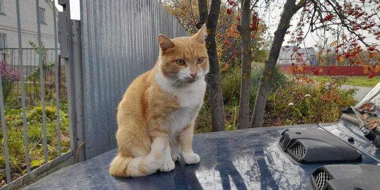 Тишковец: в Центральную Россию возвращается потепление Тишковец: в Центральную Россию возвращается потепление