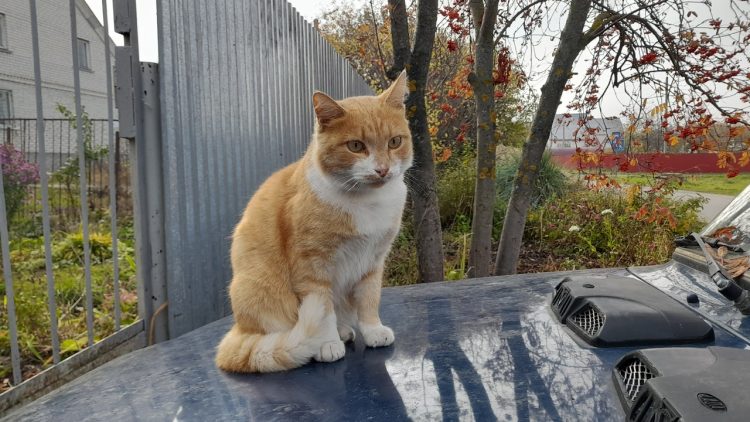 Тишковец: в Центральную Россию возвращается потепление
