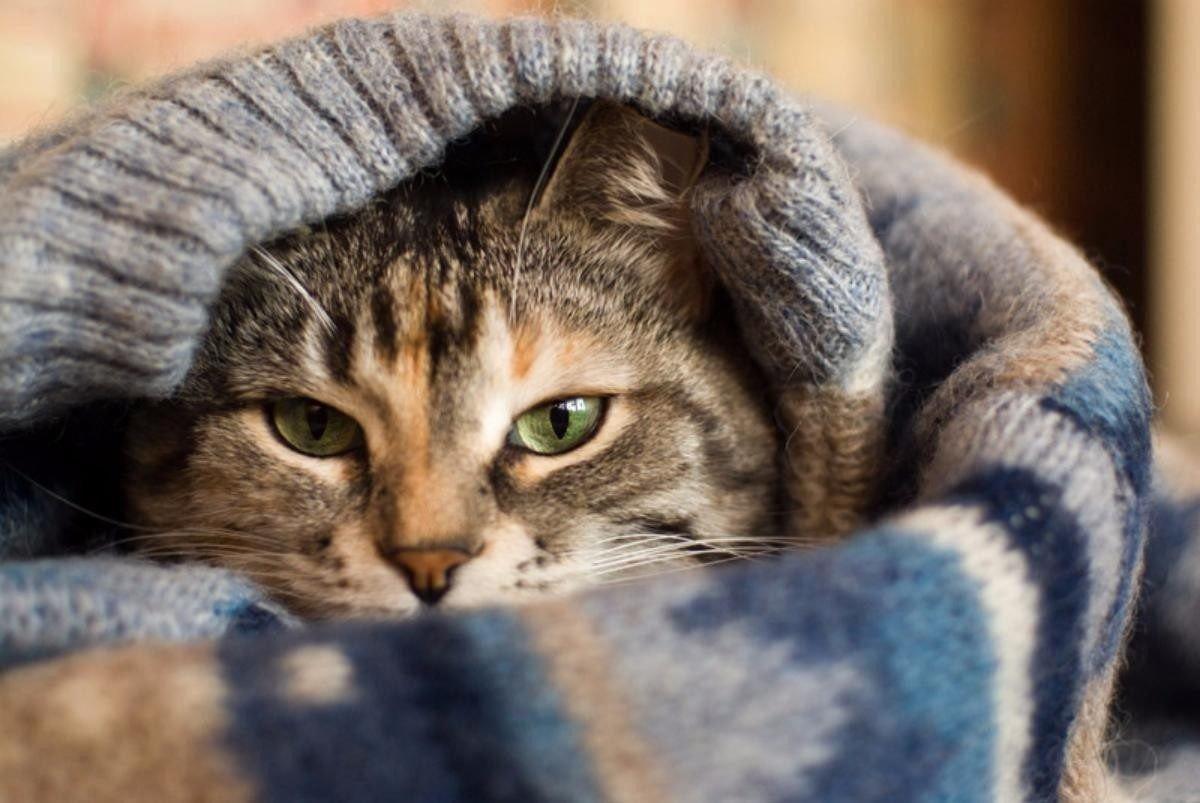 Покажи теплее. Теплый кот. Коты в тепле. Теплые коты. Кошка мерзнет.
