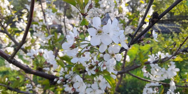 7 марта в Рязани был побит температурный рекорд