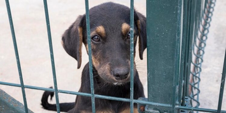 Приют для безнадзорных животных в Рязани планируют открыть в конце 2025 года Приют для безнадзорных животных в Рязани планируют открыть в конце 2025 года