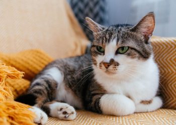 Японские ученые изобрели вакцину, которая позволит кошкам прожить до 30 лет