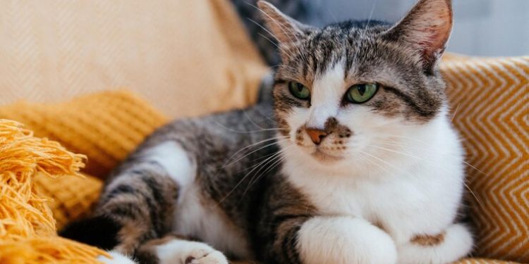 Японские ученые изобрели вакцину, которая позволит кошкам прожить до 30 лет