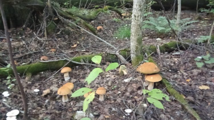 Рязанские волонтеры нашли потерявшихся в лесах грибников