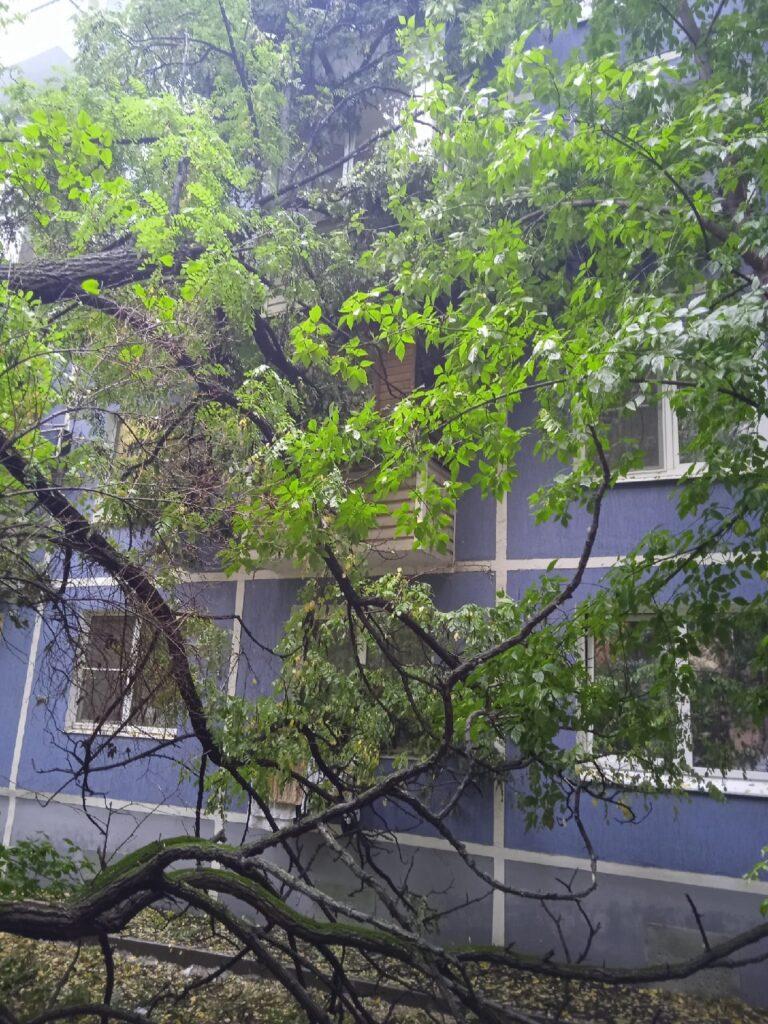 В рязанском Октябрьском городке дерево упало на балконы жилого дома