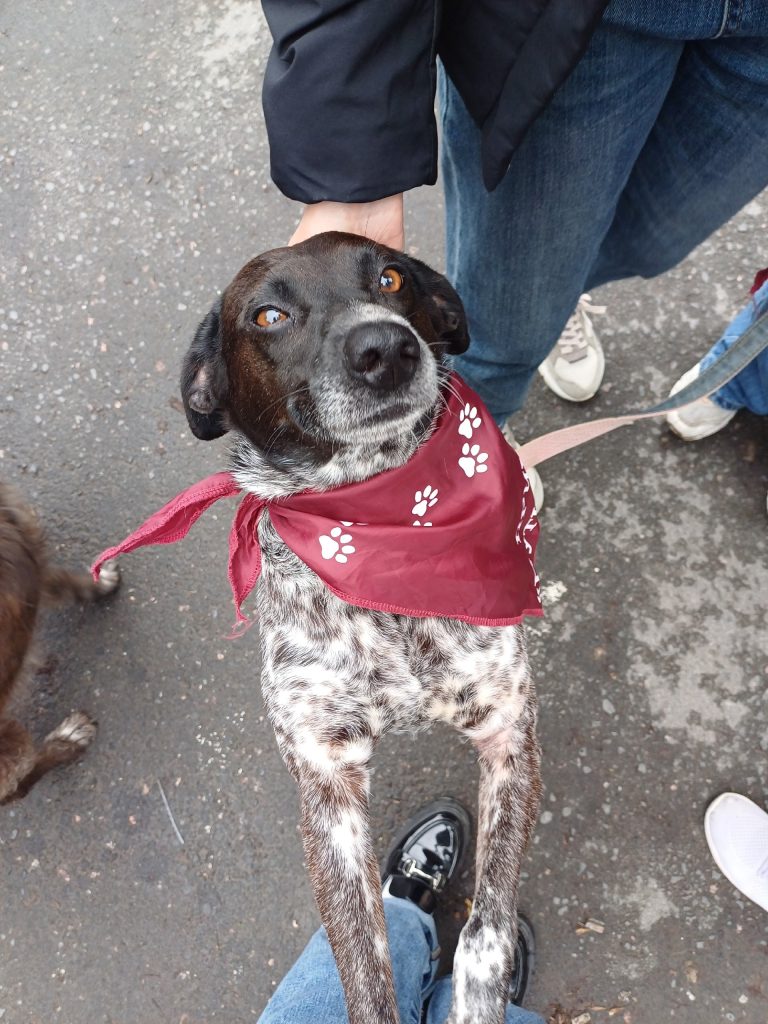 На выставке бездомных животных в Рязани пристроили 6 собак и 8 кошек