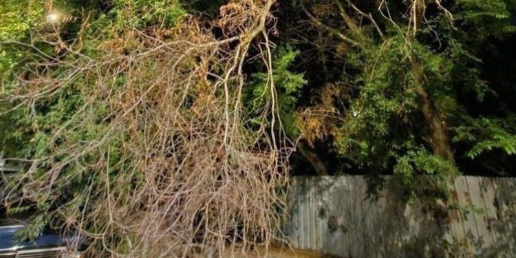 Жители рязанской улицы Шевченко пожаловались на сухое дерево, нависшее над тротуаром