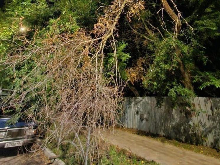 Жители рязанской улицы Шевченко пожаловались на сухое дерево, нависшее над тротуаром