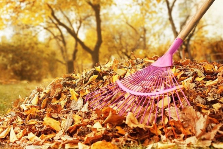 Рязанцев приглашают на общегородской субботник 5 октября