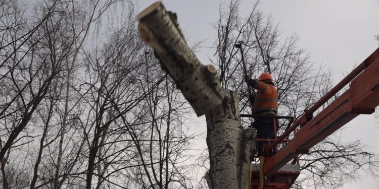 Малков: «Варварского кронирования деревьев в Рязани больше не будет»