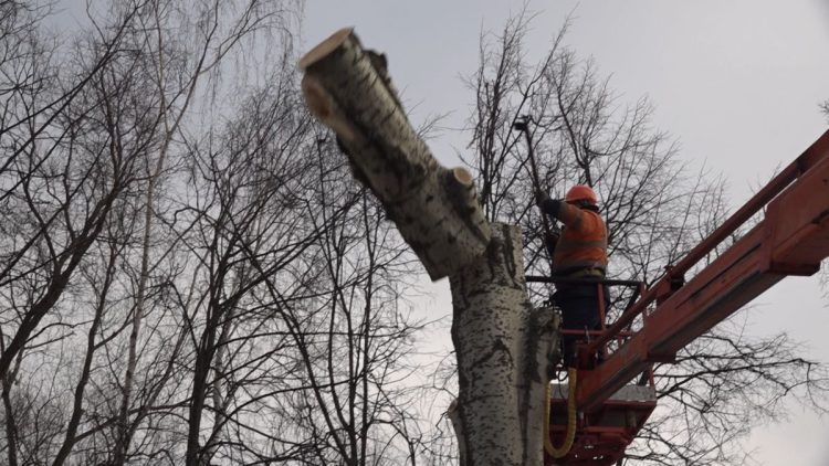 Малков: "Варварского кронирования деревьев в Рязани больше не будет"