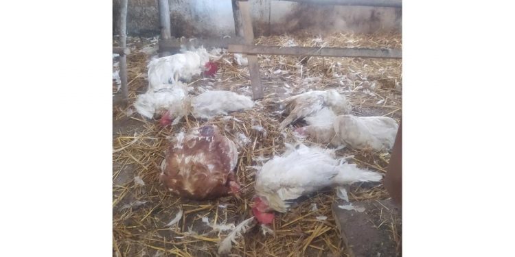 В рязанском Пронске лисица задушила 20 кур и петуха