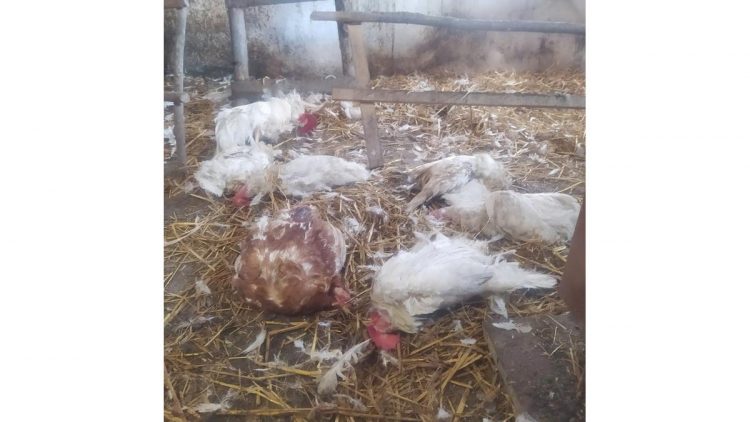 В рязанском Пронске лисица задушила 20 кур и петуха