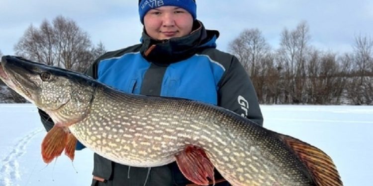 Рязанский рыбак поймал 13-килограммовую щуку