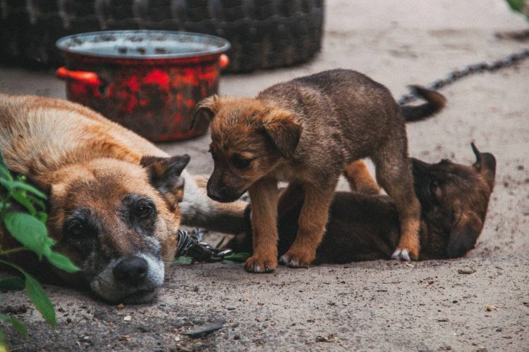 Денис Сидоров обеспокоен переездом горслужбы по контролю за бездомными животными